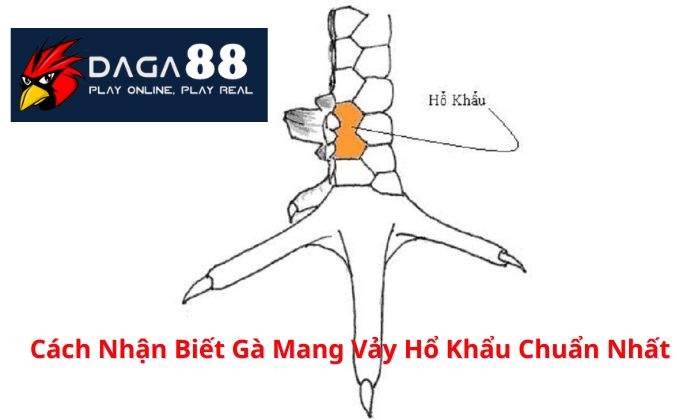 Cách chọn gà mang vảy Hổ Khẩu chuẩn nhất Cách chọn gà mang vảy Hổ Khẩu chuẩn nhất