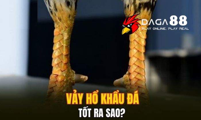 Ưu điểm của gà mang vảy Hổ Khẩu Ưu điểm của gà mang vảy Hổ Khẩu